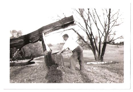 1936.. - Wilfred - tree sawing in the parking lot - small willow - no house!.jpg
